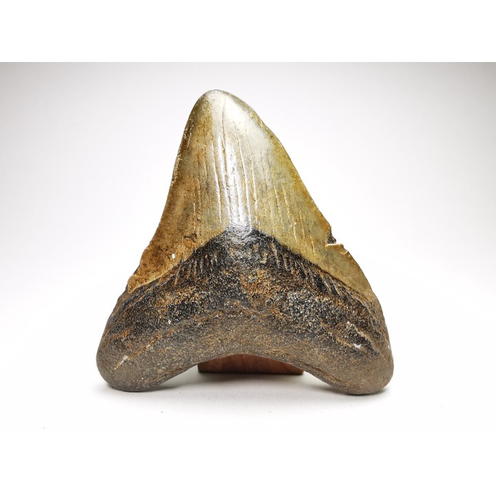 Dent de requin: Carcharodon megalodon, Miocène (USA)