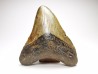 shark teeth: Carcharodon megalodon - Miocene (USA)