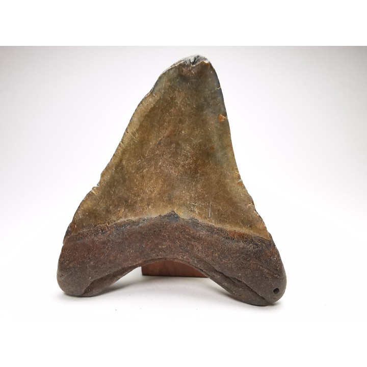 shark teeth: Carcharodon megalodon - Miocene (USA)