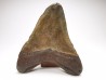 Dent de requin: Carcharodon megalodon, Miocène (USA)