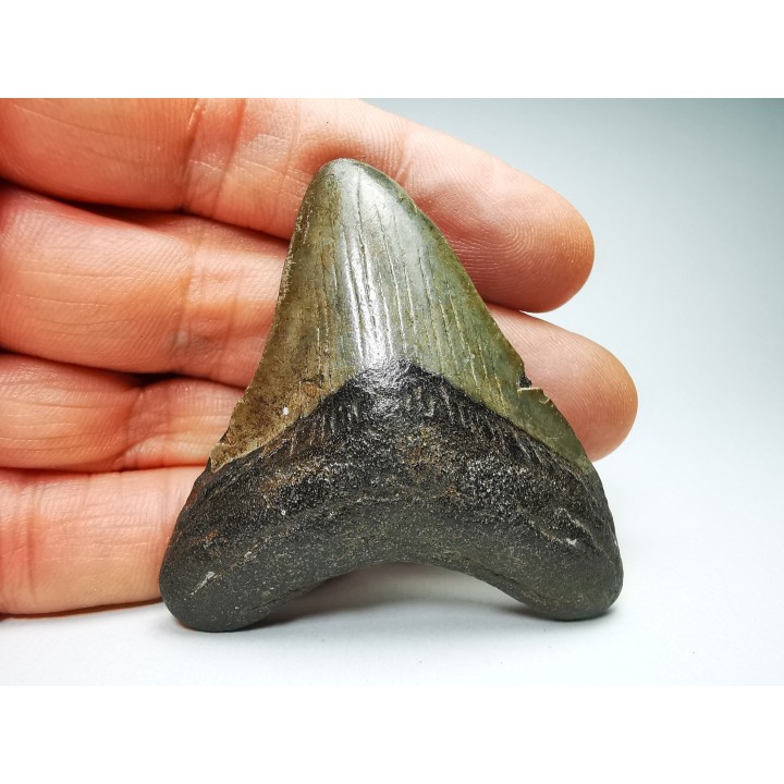 Dent de requin: Carcharodon megalodon, Miocène (USA)