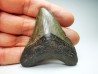 Dent de requin: Carcharodon megalodon, Miocène (USA)