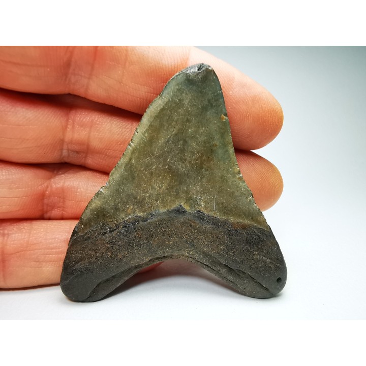 Dent de requin: Carcharodon megalodon, Miocène (USA)