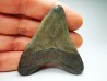 Dent de requin: Carcharodon megalodon, Miocène (USA)
