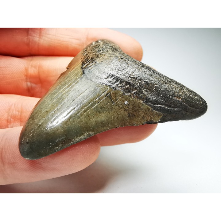 Dent de requin: Carcharodon megalodon, Miocène (USA)