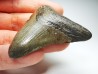 Dent de requin: Carcharodon megalodon, Miocène (USA)