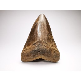 Dent de requin: Carcharodon megalodon, Miocène (USA)