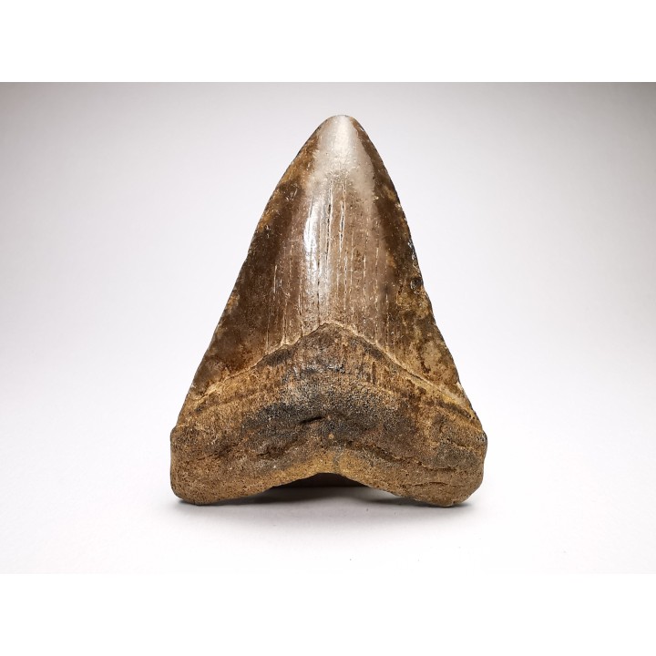 shark teeth: Carcharodon megalodon - Miocene (USA)