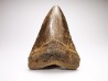 shark teeth: Carcharodon megalodon - Miocene (USA)