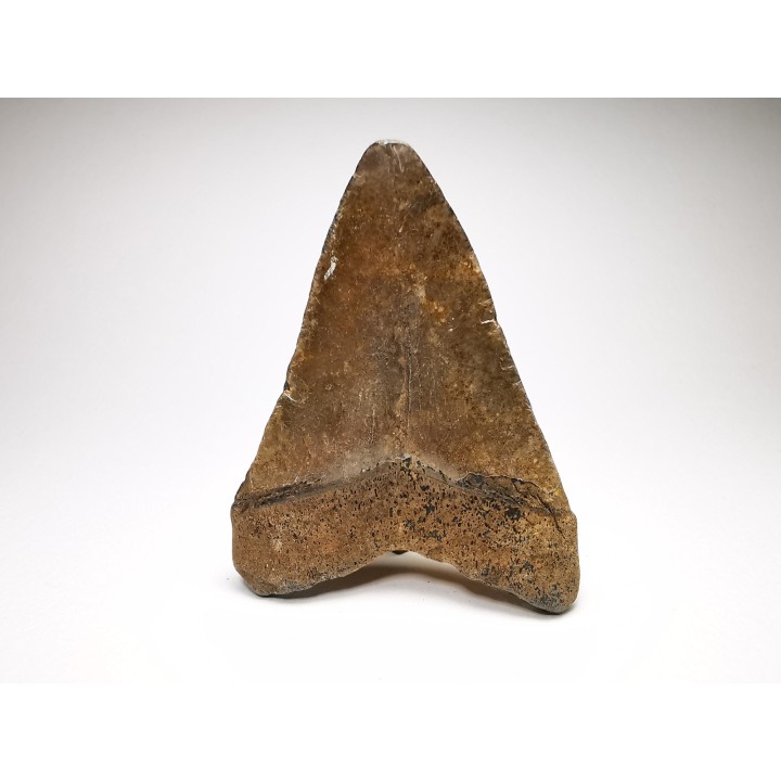 Dent de requin: Carcharodon megalodon, Miocène (USA)
