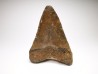 shark teeth: Carcharodon megalodon - Miocene (USA)