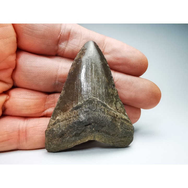 Dent de requin: Carcharodon megalodon, Miocène (USA)
