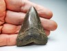 shark teeth: Carcharodon megalodon - Miocene (USA)