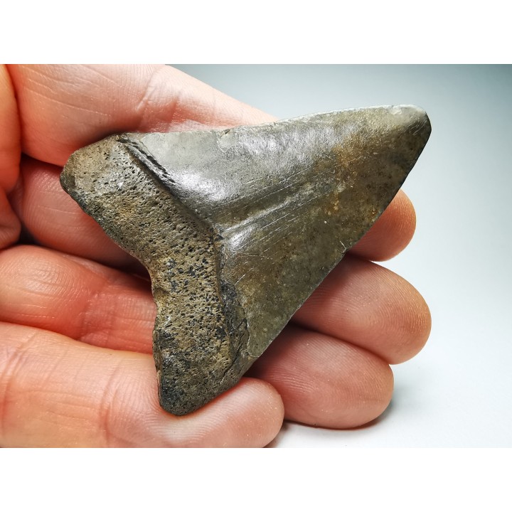 shark teeth: Carcharodon megalodon - Miocene (USA)