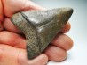 shark teeth: Carcharodon megalodon - Miocene (USA)