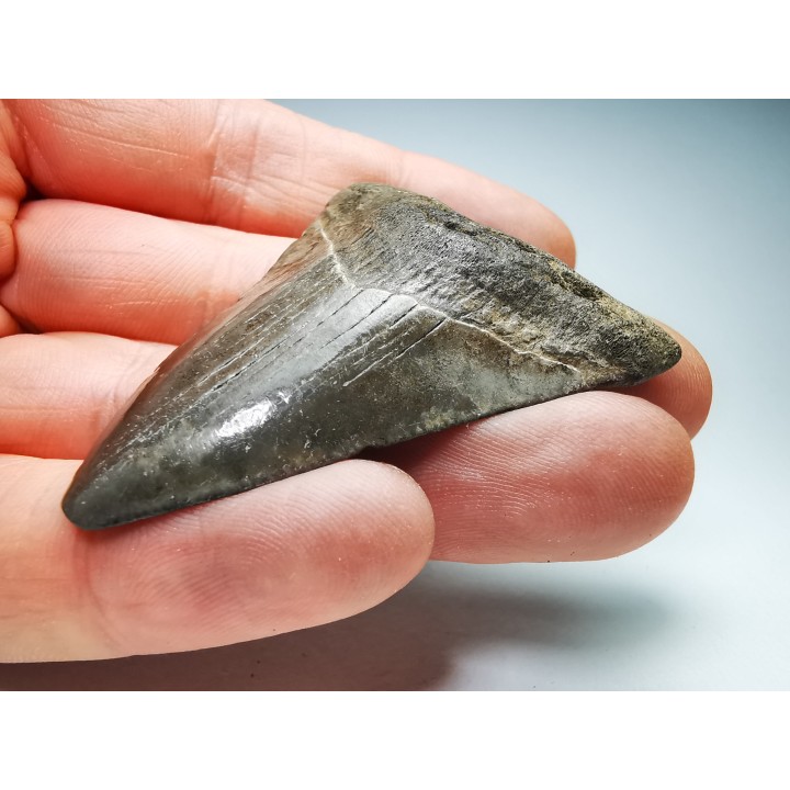 Dent de requin: Carcharodon megalodon, Miocène (USA)