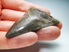 shark teeth: Carcharodon megalodon - Miocene (USA)