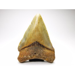 shark teeth: Carcharodon megalodon - Miocene (USA)