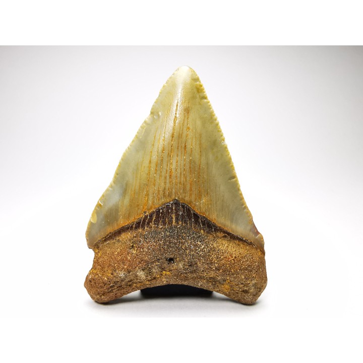 shark teeth: Carcharodon megalodon - Miocene (USA)