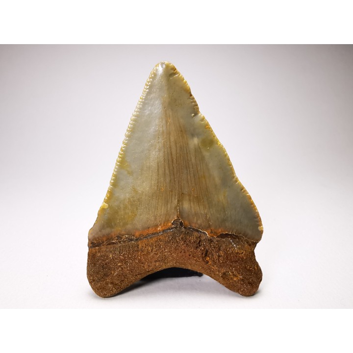 shark teeth: Carcharodon megalodon - Miocene (USA)