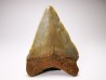 Dent de requin: Carcharodon megalodon, Miocène (USA)