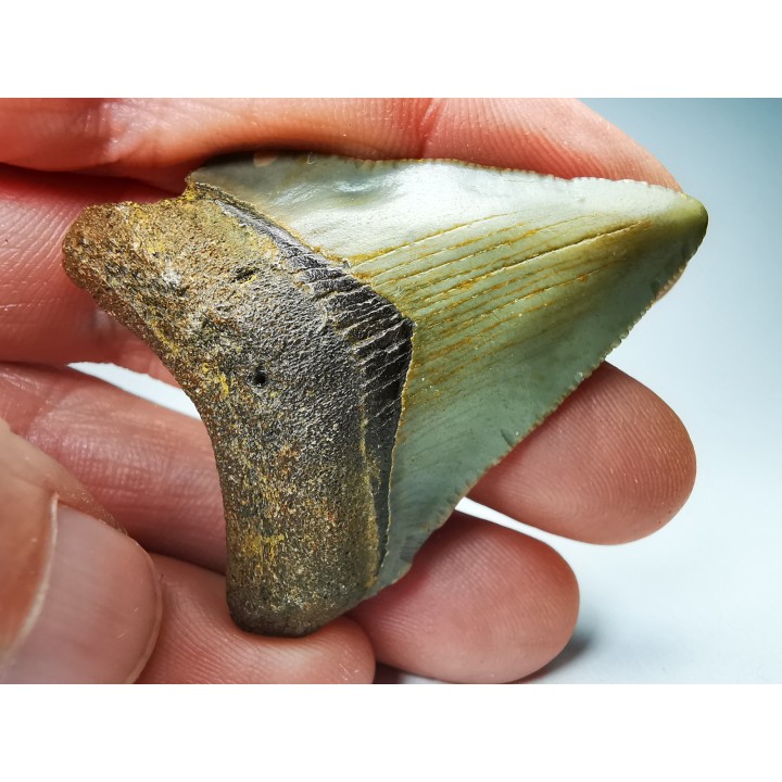 Dent de requin: Carcharodon megalodon, Miocène (USA)