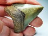 Dent de requin: Carcharodon megalodon, Miocène (USA)