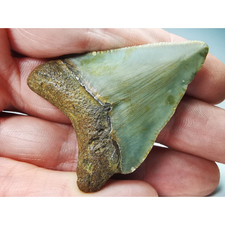shark teeth: Carcharodon megalodon - Miocene (USA)