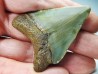 shark teeth: Carcharodon megalodon - Miocene (USA)