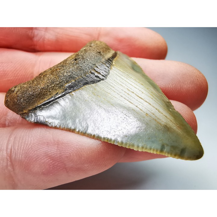 shark teeth: Carcharodon megalodon - Miocene (USA)