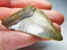 Dent de requin: Carcharodon megalodon, Miocène (USA)