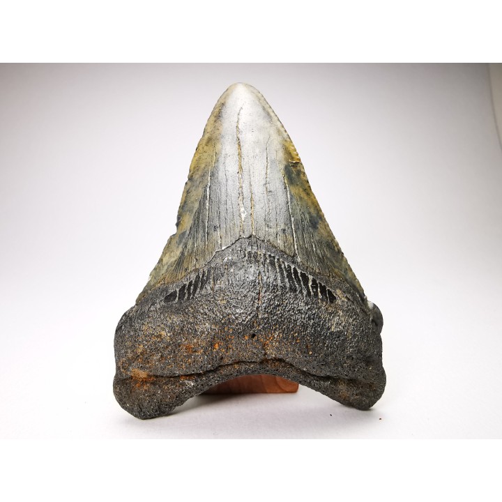 shark teeth: Carcharodon megalodon - Miocene (USA)