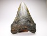 Dent de requin: Carcharodon megalodon, Miocène (USA)