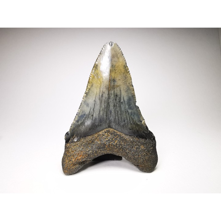 shark teeth: Carcharodon megalodon - Miocene (USA)
