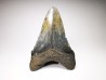 shark teeth: Carcharodon megalodon - Miocene (USA)