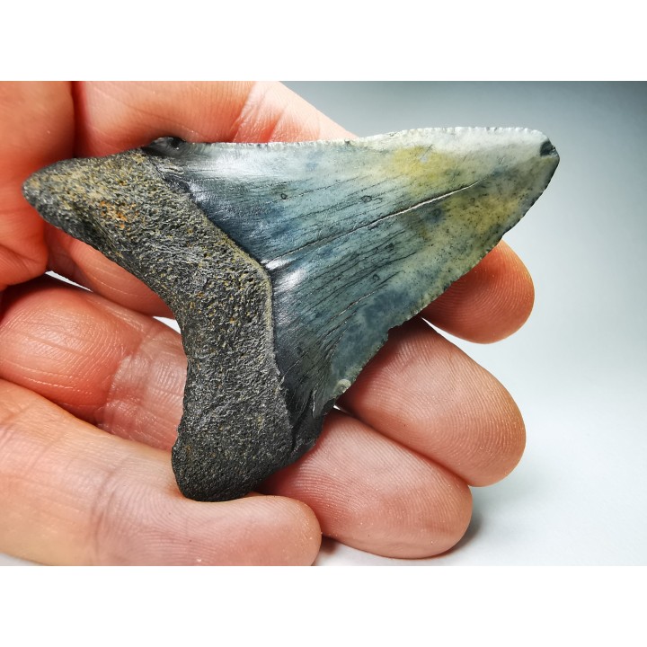 shark teeth: Carcharodon megalodon - Miocene (USA)