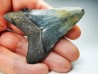 shark teeth: Carcharodon megalodon - Miocene (USA)