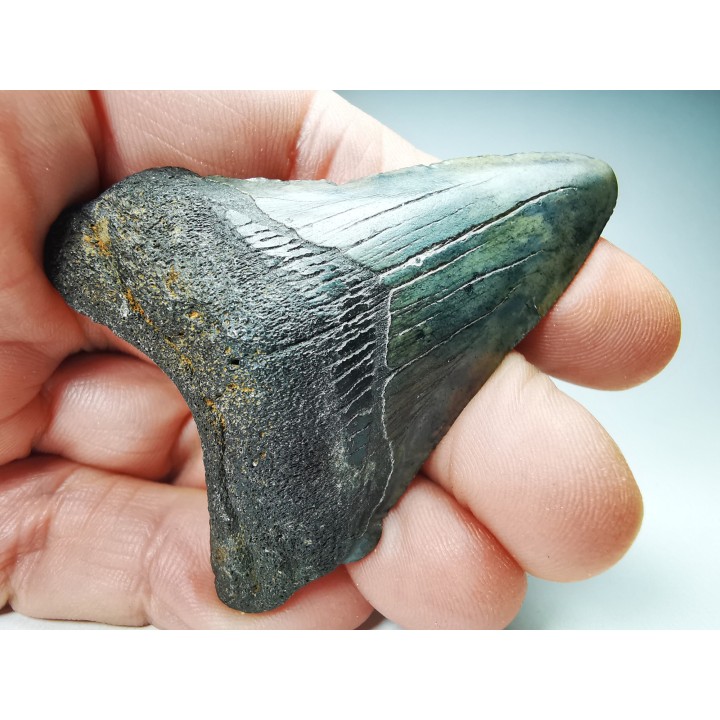 Dent de requin: Carcharodon megalodon, Miocène (USA)
