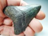 shark teeth: Carcharodon megalodon - Miocene (USA)