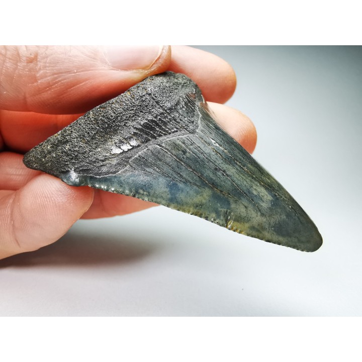 Dent de requin: Carcharodon megalodon, Miocène (USA)