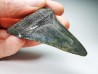 Dent de requin: Carcharodon megalodon, Miocène (USA)