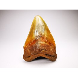 Dent de requin: Carcharodon megalodon, Miocène (USA)