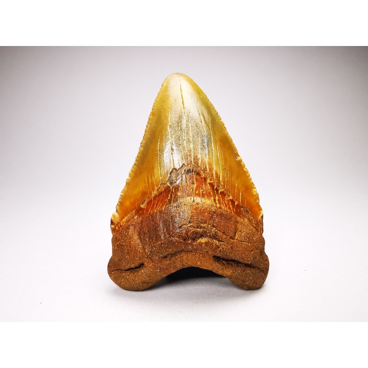 Dent de requin: Carcharodon megalodon, Miocène (USA)