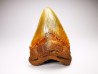 Dent de requin: Carcharodon megalodon, Miocène (USA)