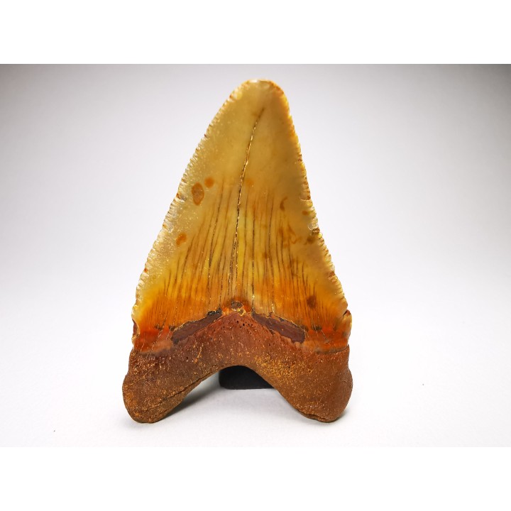 shark teeth: Carcharodon megalodon - Miocene (USA)