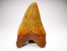 shark teeth: Carcharodon megalodon - Miocene (USA)