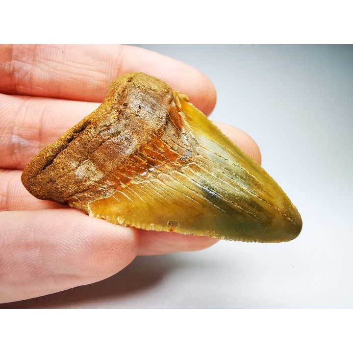 shark teeth: Carcharodon megalodon - Miocene (USA)