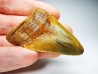 shark teeth: Carcharodon megalodon - Miocene (USA)