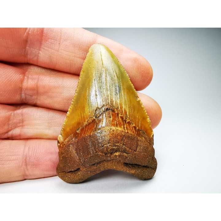 shark teeth: Carcharodon megalodon - Miocene (USA)