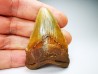 shark teeth: Carcharodon megalodon - Miocene (USA)